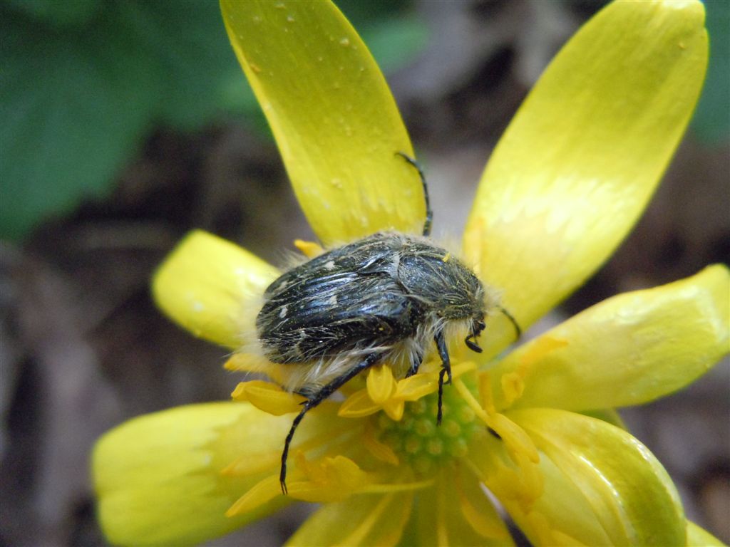 Tropinota hirta o squalida? squalida